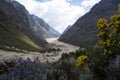 Wildflowers above a sandy valley in Peru