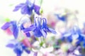 Wildflowers abstract. Abstract blue wild flowers background. Small depth of field. Selective focus Royalty Free Stock Photo