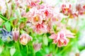 Wildflowers abstract. Abstract pink wild flowers background. Small depth of field. Selective focus Royalty Free Stock Photo