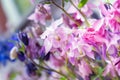 Wildflowers abstract. Abstract wild flowers background. Full frame. Shallow depth of field. Selective focus Royalty Free Stock Photo