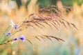 Wildflowers against the background of a wheat field Royalty Free Stock Photo