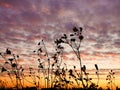 Wildflowers against an evening sky.