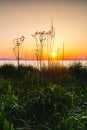 Wildflowers against an orange sky during sunset. Summer wildflowers in the light of the sun. Royalty Free Stock Photo