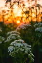 Wildflowers against an orange sky during sunset. Summer wildflowers in the light of the sun. Royalty Free Stock Photo