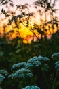 Wildflowers against an orange sky during sunset. Summer wildflowers in the light of the sun. Royalty Free Stock Photo
