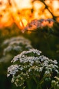 Wildflowers against an orange sky during sunset. Summer wildflowers in the light of the sun. Royalty Free Stock Photo