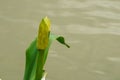 Wildflowers against river surface