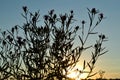 Wildflowers against the sky in front of the setting sun