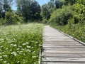 The wildflowers along the boardwalk of Cedar Bog Nature Preserve, Urbana, OH Royalty Free Stock Photo