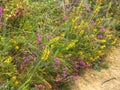 Wildflowers along the Camino track - La Faba