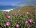 Wildflowers along Pacific Coast Highway, CA