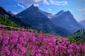 Wildflowers in alpine meadows and rocky mountains. Royalty Free Stock Photo