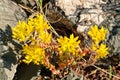Wildflowers in Alpine Tundra Royalty Free Stock Photo