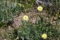 Wildflowers amid the Roman era ruins, Volubilis, Morocco Royalty Free Stock Photo