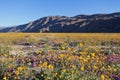 Wildflowers in Anza Borrego