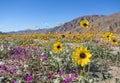 Wildflowers in Anza Borrego Desert Royalty Free Stock Photo