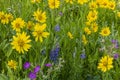 Wildflowers arnica blue lupine sticky geranium mountain field Royalty Free Stock Photo