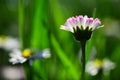 Wildflowers background. Spring flower closeup. Springtime. White flowers of camomile.