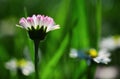 Wildflowers background. Spring flower closeup. Springtime. White flowers of camomile.