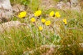 Wildflowers