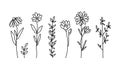 Wildflowers black and white clipart bundle, daisy and chamomile flower, botanical floral isolated elements, meadow