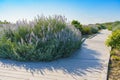 Wildflowers in bloom along the footpath in a desert area, and a clear blue sky Royalty Free Stock Photo