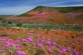 Wildflowers in bloom, Namaqualand, South Africa. Royalty Free Stock Photo