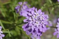 Wildflowers in bloom in a Seattle home garden Royalty Free Stock Photo