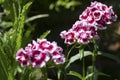 Wildflowers in bloom in a Seattle home garden Royalty Free Stock Photo