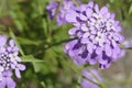 Wildflowers in bloom in a Seattle home garden Royalty Free Stock Photo