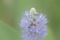 wildflowers bloom in summer