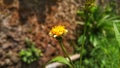 Wildflowers bloom in summer blurry background style