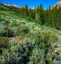 Sierra Crest Wildflowers Sunny