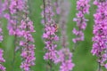 wildflowers bloom in summer