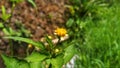 Wildflowers bloom in summer blurry background style