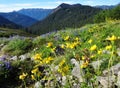 Wildflowers bloom in a meadow in the North Cascade mountains in summer