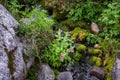 Wildflowers blooming along a small creek at Paradise at Mt. Rainier National Park, Washington State, USA