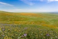 Wildflowers blooming on the hills in springtime, California