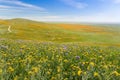 Wildflowers blooming on the hills in springtime, California