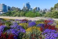 Wildflowers blooming  at Kings Park and Botanic Garden Perth Western Australia Royalty Free Stock Photo