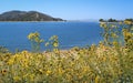 Wildflowers Blooming at Lake Perris State Recreation Area, California Royalty Free Stock Photo