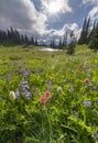 Amazing wildflowers blooming in Mount Rainier at Tipsoo Lake Royalty Free Stock Photo