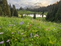 Amazing wildflowers blooming in Mount Rainier at Tipsoo Lake Royalty Free Stock Photo