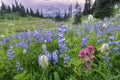 Amazing wildflowers blooming in Mount Rainier at Tipsoo Lake Royalty Free Stock Photo