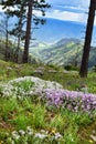 Wildflowers Blooming In The Mountains 