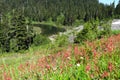 Wildflowers blooming near Mazama Lake