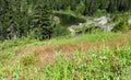 Wildflowers blooming near Mazama Lake Royalty Free Stock Photo