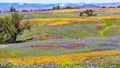 Wildflowers blooming on the rocky soil of North Table Mountain Ecological Reserve, Oroville, Butte County, California