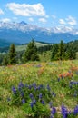 Wildflowers blooming on Shrine Pass, Vail, Colorado, USA Royalty Free Stock Photo