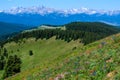 Wildflowers blooming on Shrine Pass, Vail, Colorado, USA Royalty Free Stock Photo